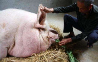 河南老汉把一头猪喂到1680斤,一顿吃57斤玉米,打破美国记录