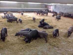 网易关于养猪项目官方回应 在有意识地控制养殖规模