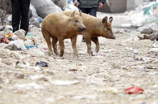 郑州市区胡同内散养14头猪 垃圾堆上觅食