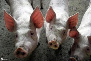 猪的养殖技术概要